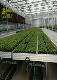 La serre chaude hydroponique de jeune plante de plateaux élèvent des lits pour le semis/légume d'usines